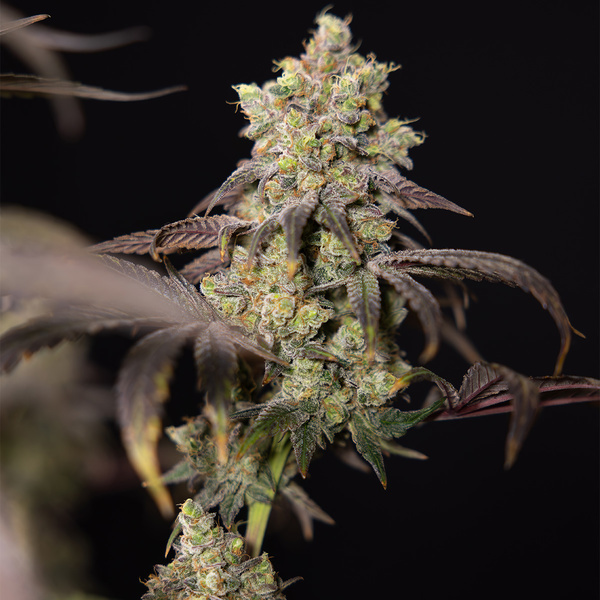 Tropicana Cookies (Zamnesia Seeds) Feminiserade