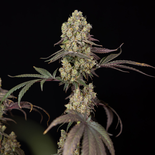 Tropicana Cookies (Zamnesia Seeds) Feminiserade