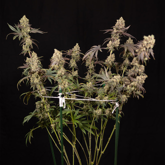 Tropicana Cookies (Zamnesia Seeds) Feminiserade