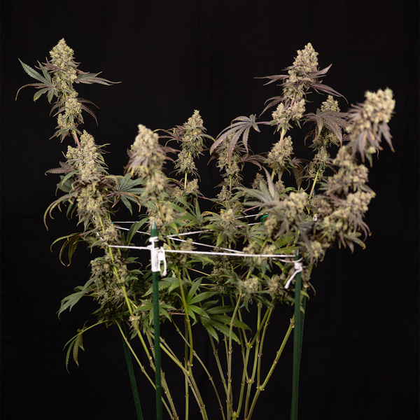 Tropicana Cookies (Zamnesia Seeds) Feminiserade