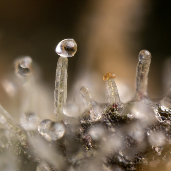 Tropicana Cookies (Zamnesia Seeds) Feminiserade