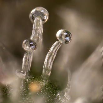 Tropicana Cookies (Zamnesia Seeds) Feminiserade