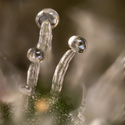 Tropicana Cookies (Zamnesia Seeds) Feminiserade