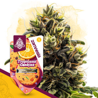 Tropicana Cookies Autoflower (Zamnesia Seeds) Feminiserade