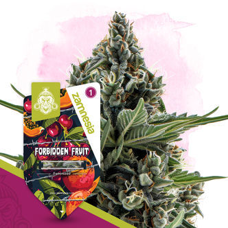 Forbidden Fruit (Zamnesia Seeds) feminiserade