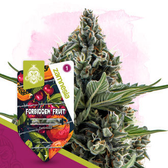 Forbidden Fruit (Zamnesia Seeds) Feminiserade
