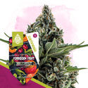 Forbidden Fruit (Zamnesia Seeds) Feminiserade