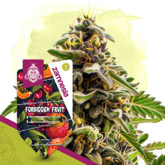 Forbidden Fruit Autoflower (Zamnesia Seeds) Feminiserade
