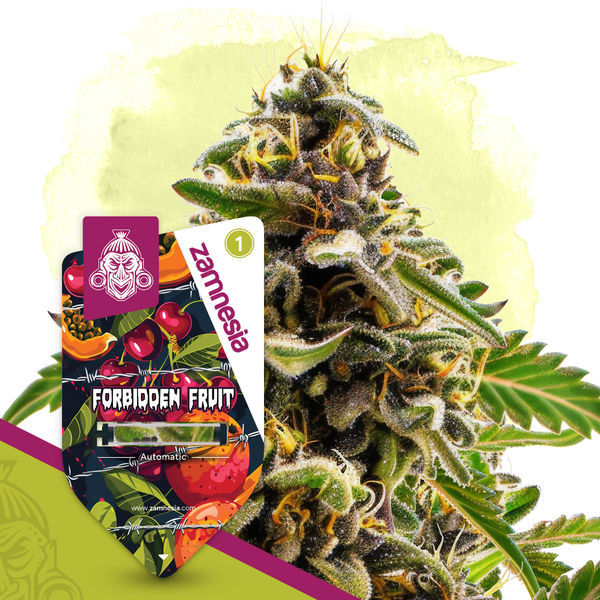 Forbidden Fruit Autoflower (Zamnesia Seeds) Feminiserade