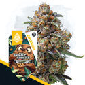 Animal Cookies (Zamnesia Seeds) Feminiserade