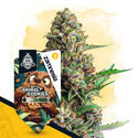 Animal Cookies Autoflower (Zamnesia Seeds) Feminiserade