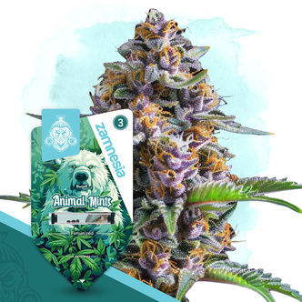 Animal Mints (Zamnesia Seeds) feminiserade