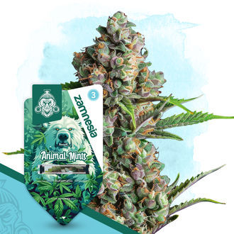 Animal Mints Autoflower (Zamnesia Seeds) Feminiserade