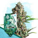 Animal Mints Autoflower (Zamnesia Seeds) Feminiserade