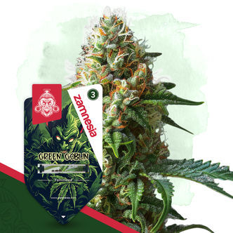 Green Goblin (Zamnesia Seeds) feminiserade