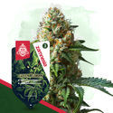 Green Goblin (Zamnesia Seeds) Feminiserade