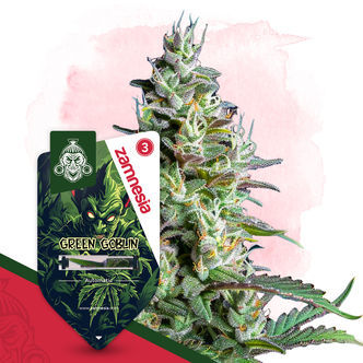 Green Goblin Automatic (Zamnesia Seeds) feminiserade