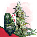 Green Goblin Autoflower (Zamnesia Seeds) Feminiserade