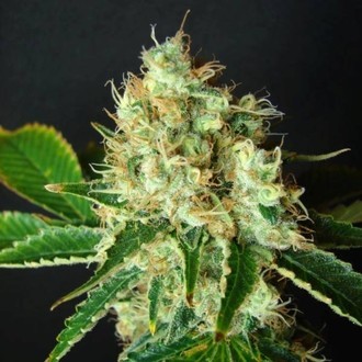 Bubblicious (Resin Seeds) Feminiserade