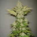 Bubblicious (Resin Seeds) Feminiserade