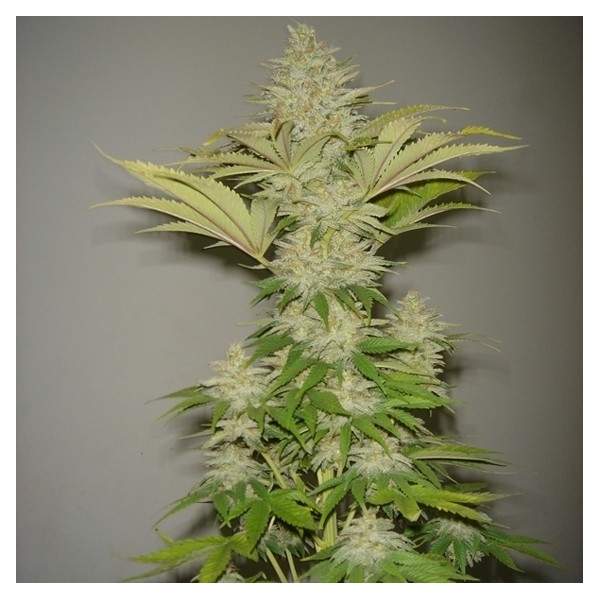 Bubblicious (Resin Seeds) Feminiserade