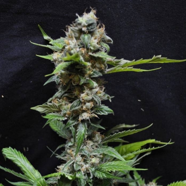 Yummy (Resin Seeds) Feminiserade