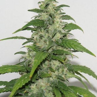 Yummy (Resin Seeds) Feminiserade