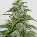 Yummy (Resin Seeds) Feminiserade