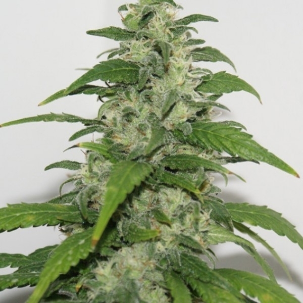 Yummy (Resin Seeds) Feminiserade