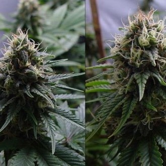 Yummy (Resin Seeds) Feminiserade