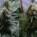 Yummy (Resin Seeds) Feminiserade