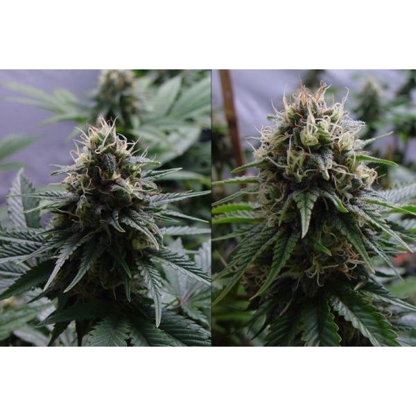 Yummy (Resin Seeds) Feminiserade