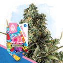 Fruit Punch (Zamnesia Seeds) Feminiserade
