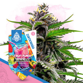 Fruit Punch Autoflower (Zamnesia Seeds) Feminiserade