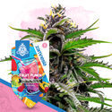 Fruit Punch Autoflower (Zamnesia Seeds) Feminiserade