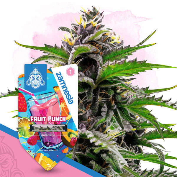 Fruit Punch Autoflower (Zamnesia Seeds) Feminiserade