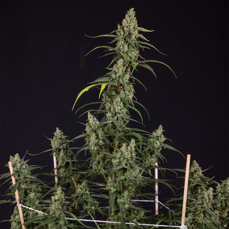 Fruit Punch Autoflower (Zamnesia Seeds) Feminiserade