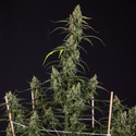 Fruit Punch Autoflower (Zamnesia Seeds) Feminiserade