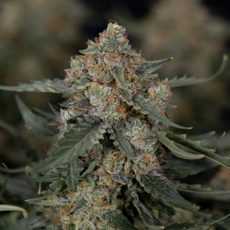 Fruit Punch Autoflower (Zamnesia Seeds) Feminiserade