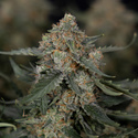 Fruit Punch Autoflower (Zamnesia Seeds) Feminiserade