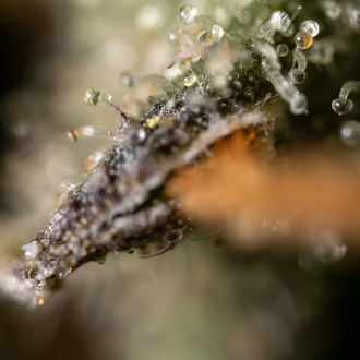 Fruit Punch Autoflower (Zamnesia Seeds) Feminiserade