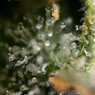 Fruit Punch Autoflower (Zamnesia Seeds) Feminiserade