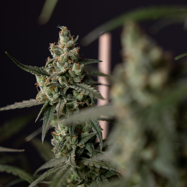 Fruit Punch Autoflower (Zamnesia Seeds) Feminiserade