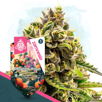 Tangerine Dream (Zamnesia Seeds) Feminiserade