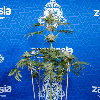 Tangerine Dream (Zamnesia Seeds) Feminiserade