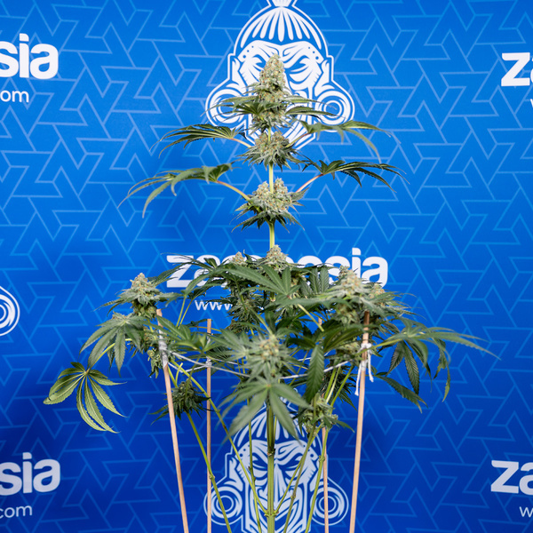 Tangerine Dream (Zamnesia Seeds) Feminiserade
