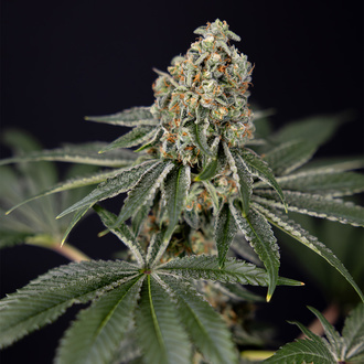 Tangerine Dream (Zamnesia Seeds) Feminiserade