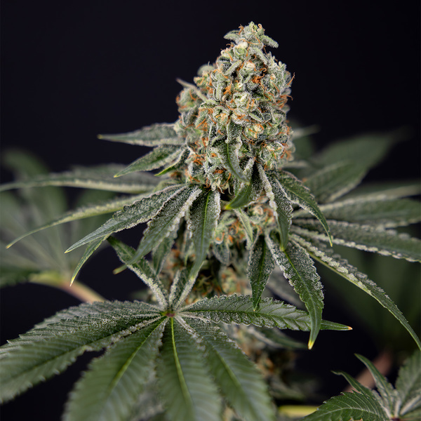 Tangerine Dream (Zamnesia Seeds) Feminiserade
