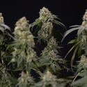 Tangerine Dream (Zamnesia Seeds) Feminiserade