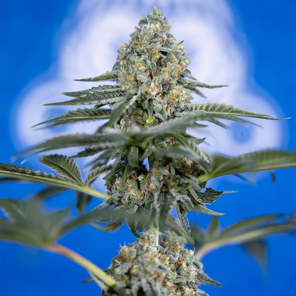 Tangerine Dream (Zamnesia Seeds) Feminiserade